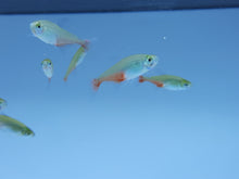 Load image into Gallery viewer, Green fire tetra 2cm X 5pc
