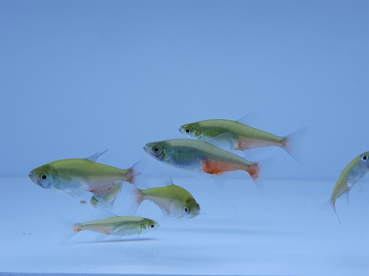 Green fire tetra 2cm X 5pc