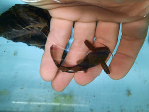 Banjo catfish 6-7cm