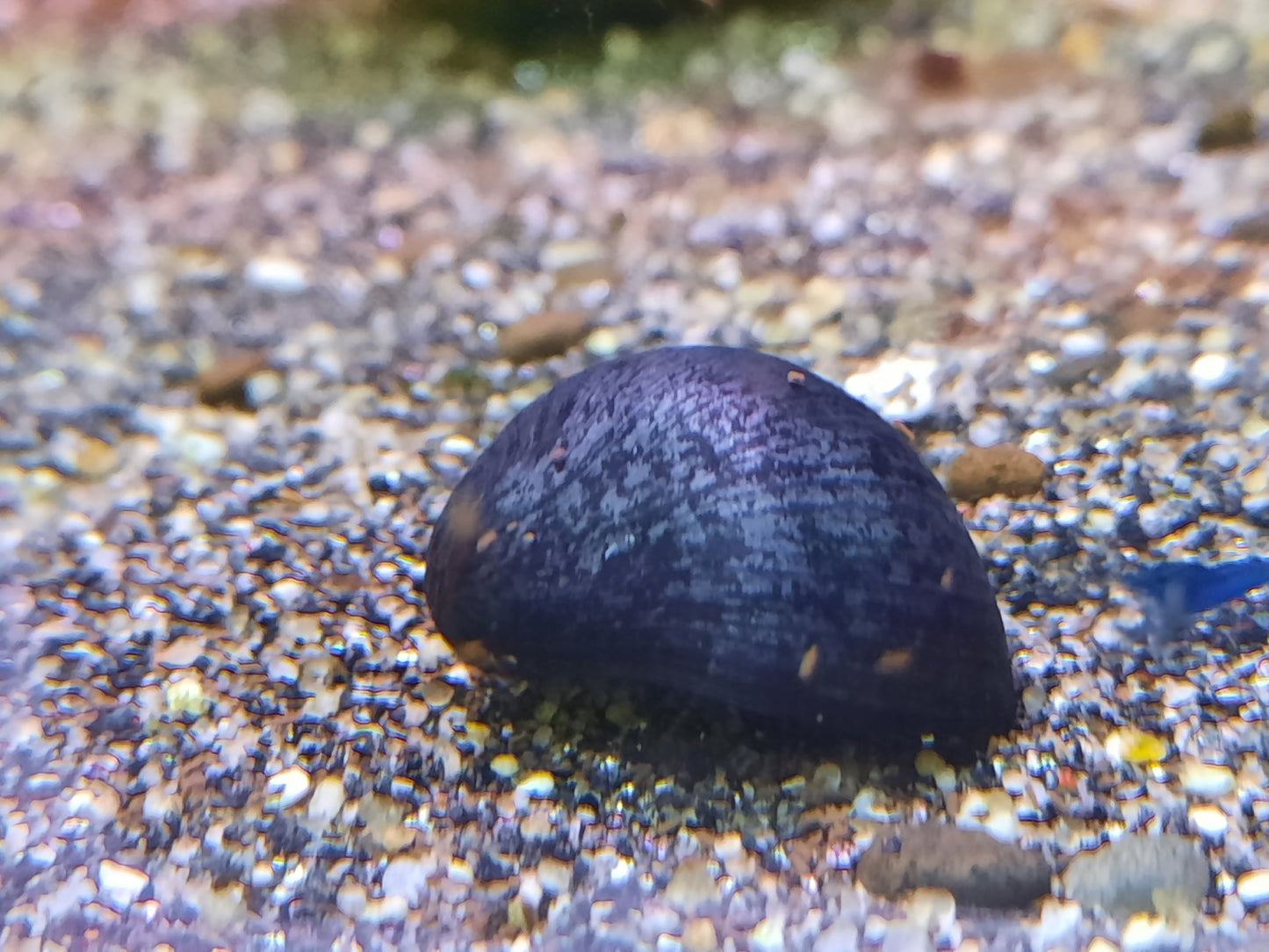 Purple helmet snail x 5pc