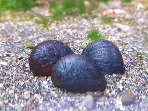 Purple helmet snail x 5pc