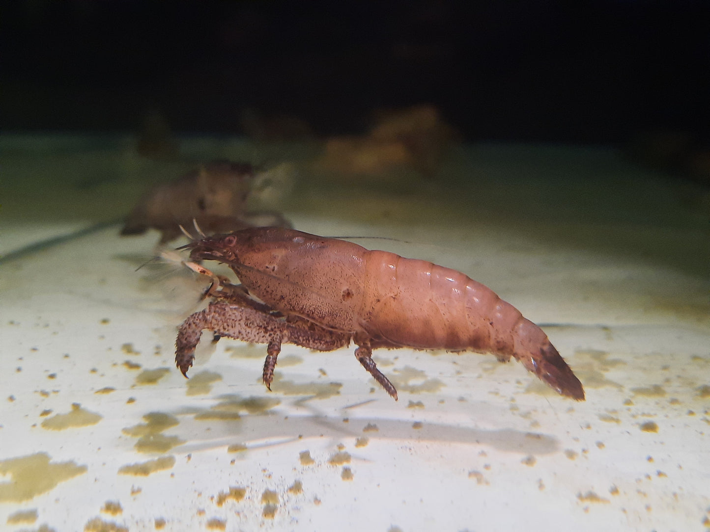 Cameroon fan shrimp 5-6cm