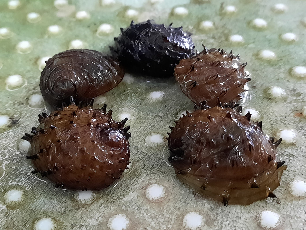 Sea mine snails 1.5-2cm x 5pc