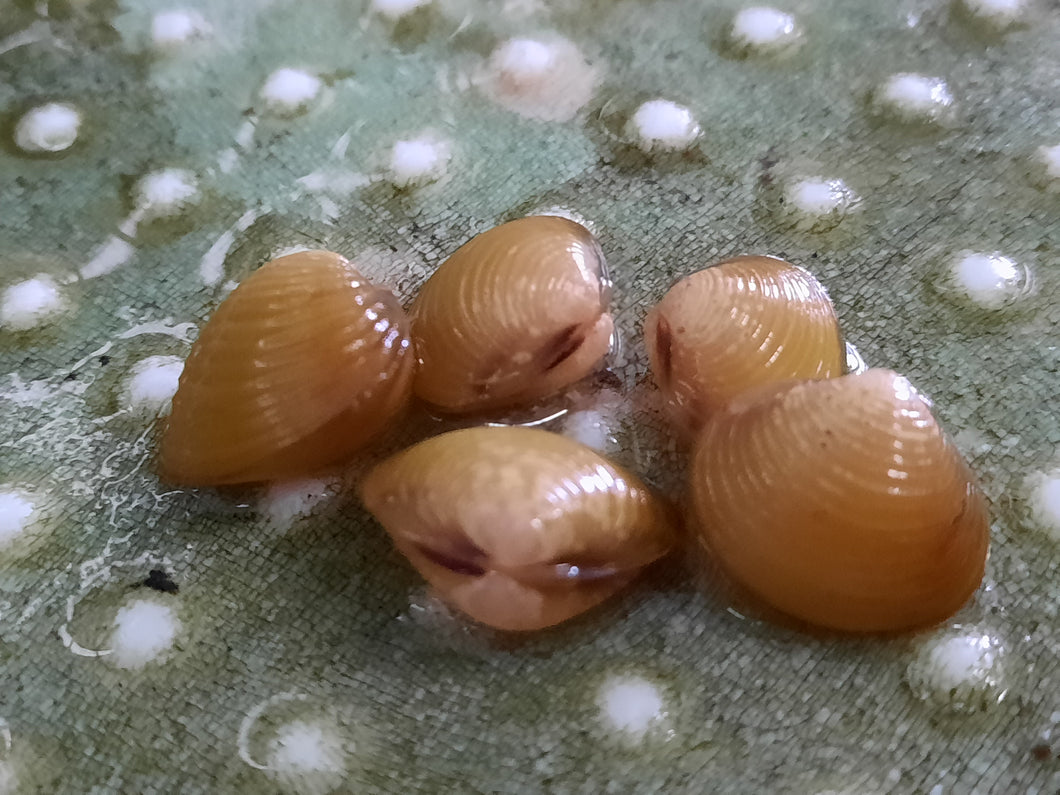 Yellow freshwater clam 0.5-1cm x 5pc