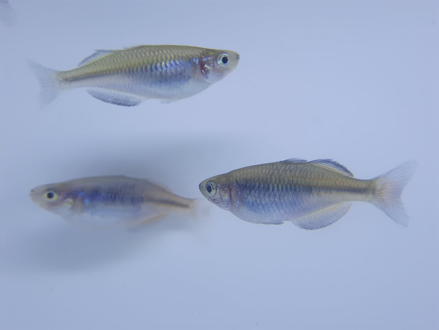 Boosemani Rainbowfish 4-5cm X 5pc