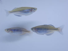 Load image into Gallery viewer, Boosemani Rainbowfish 4-5cm X 5pc