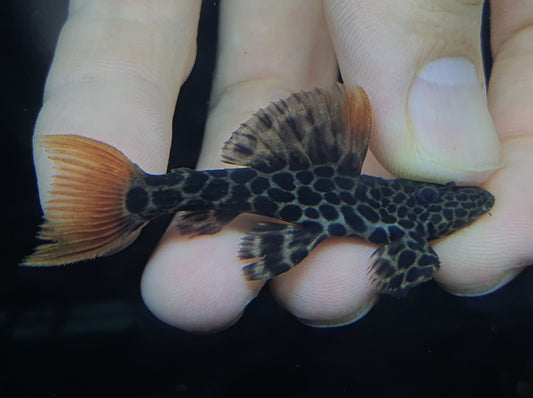 Pleco L600 7.5cm