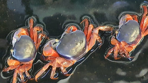 Rainbow crab 6-10cm