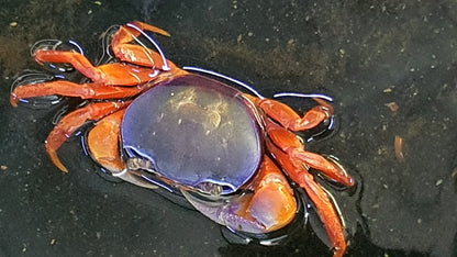 Rainbow crab 6-10cm