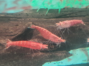 Fire red shrimps 1.5cm x 5pc