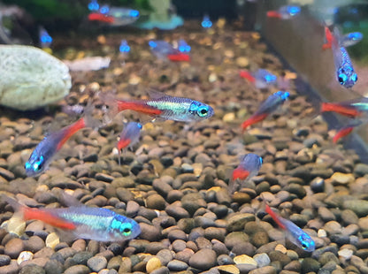 Diamond neon tetra 2cm x 5pc