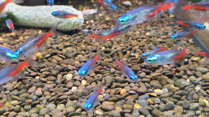 Diamond neon tetra 2cm x 5pc