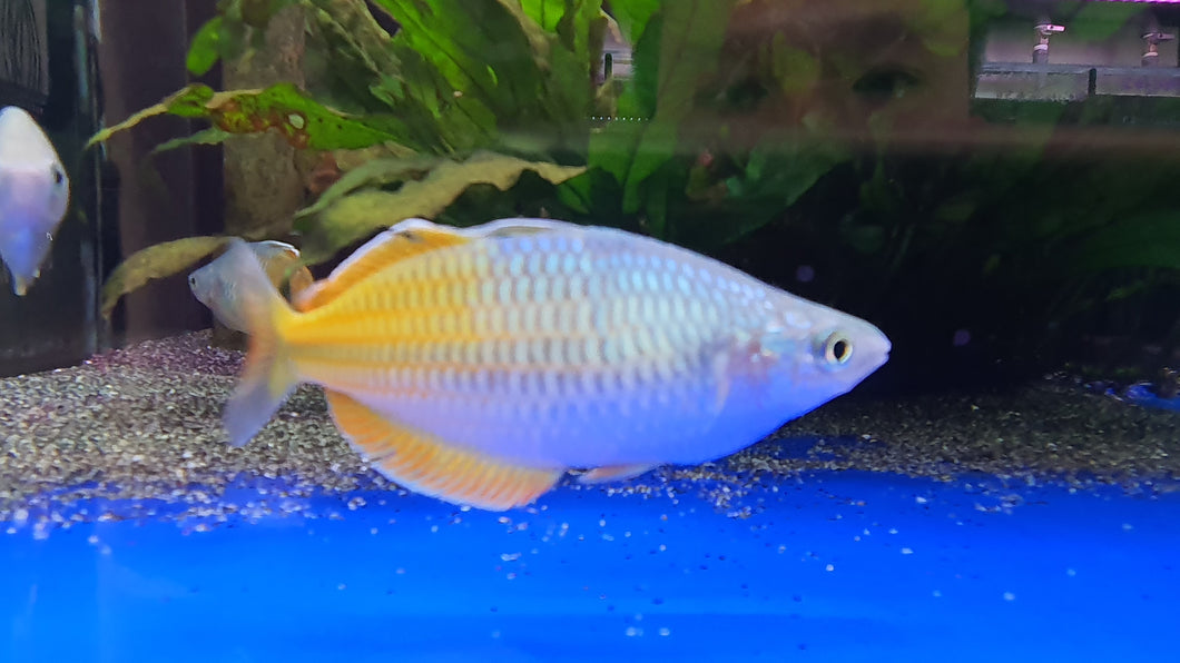 Boosemani rainbow male XL 7-8cm