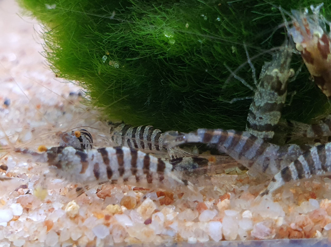 Indian zebra shrimp 1.5cm x 5pc