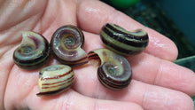 Load image into Gallery viewer, Giant ramshorn snail x 5pc