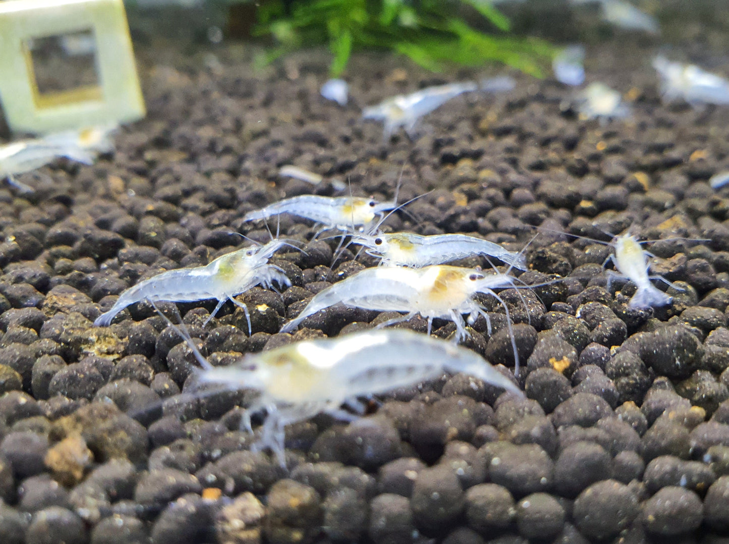 Snowball shrimp 1.5cm