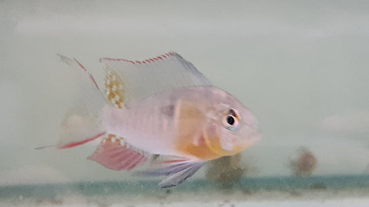 Bolivian Ram 4-5cm