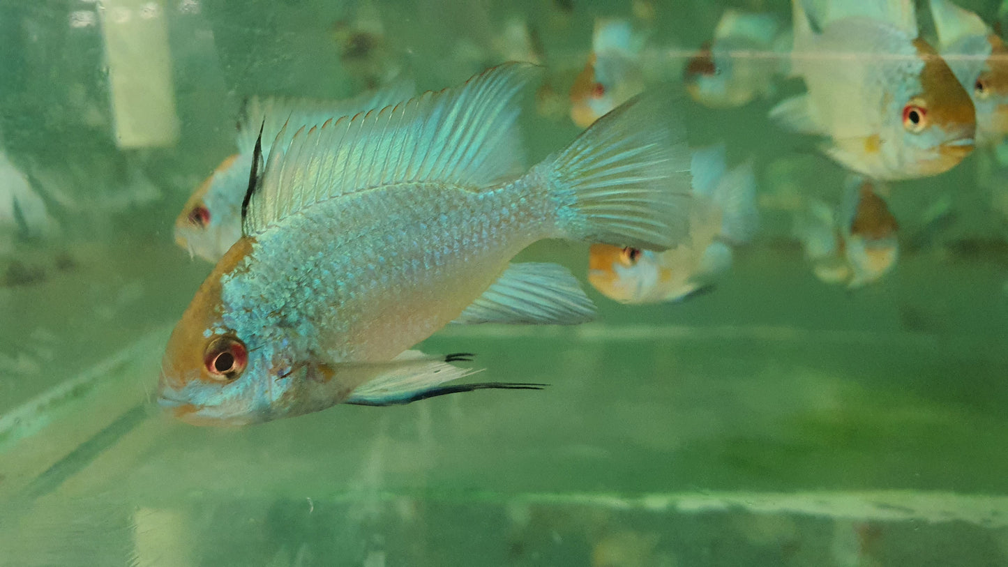 Electric blue ram 5cm