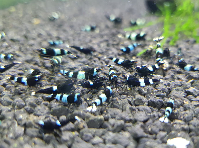 Black king kong shrimp 1cm x5pc