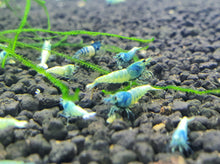 Load image into Gallery viewer, Blue bolt shrimp 1cm x 5pc