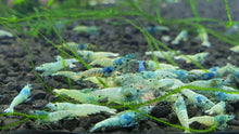 Load image into Gallery viewer, Blue bolt shrimp 1cm x 5pc