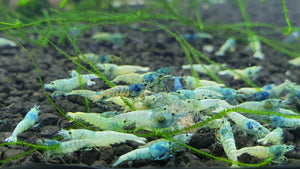 Blue bolt shrimp 1cm x 5pc