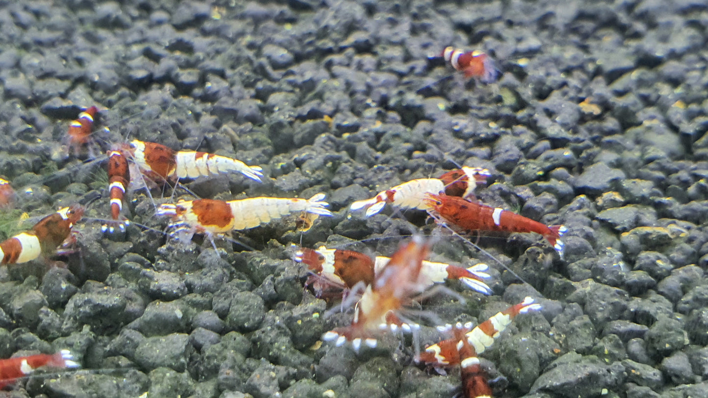 Wine red shrimp 1cm x 5pc