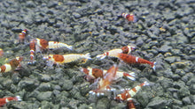 Load image into Gallery viewer, Wine red shrimp 1cm x 5pc