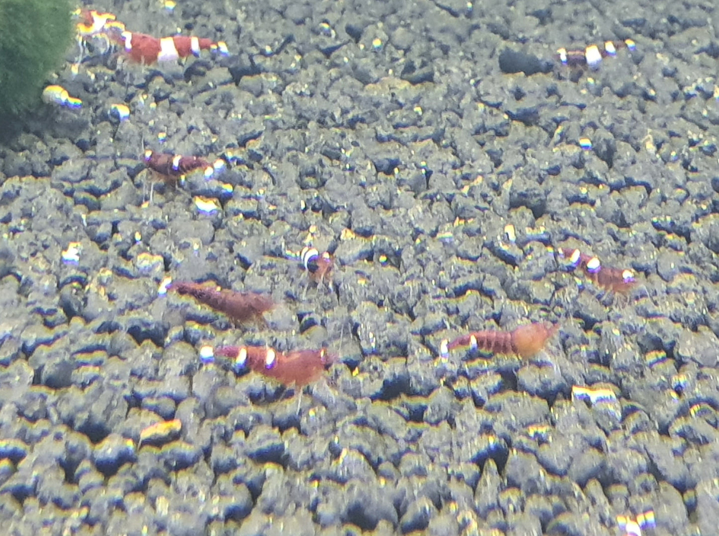 Wine red shrimp 1cm