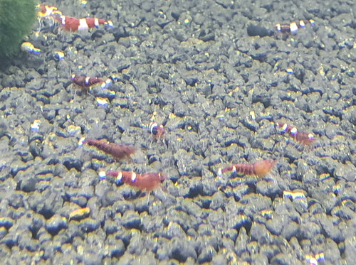 Wine red shrimp 1cm x 5pc