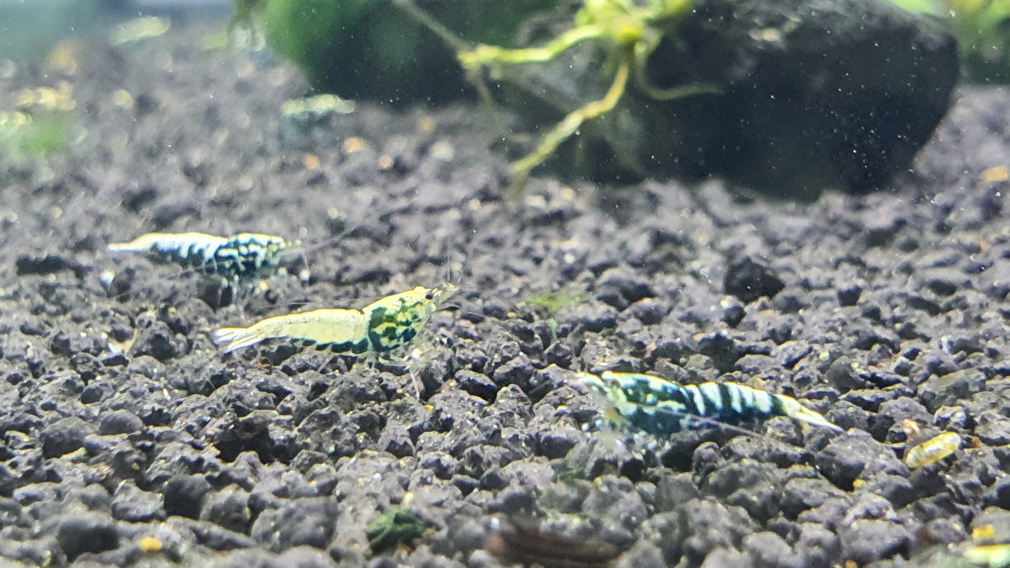 Black galaxy pinto shrimp 1cm x5pc