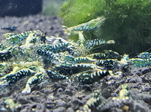 Load image into Gallery viewer, Black galaxy pinto shrimp 1cm x5pc