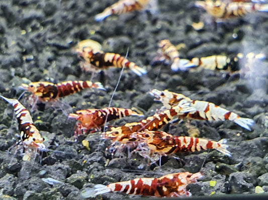 Red galaxy tiger shrimps 1cm x5pc