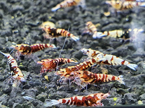 Red galaxy tiger shrimps 1cm x5pc