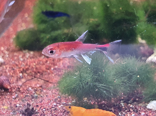 Ruby tetra 1.2cm x 5pc