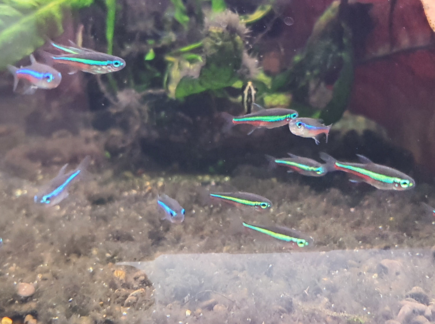 Green neon tetra 2cm x 5pc