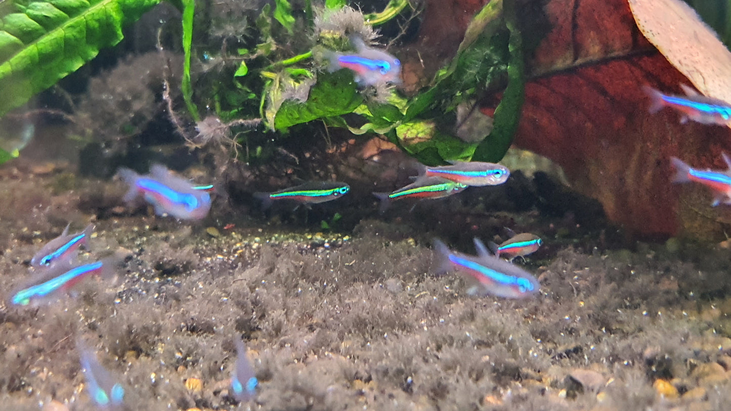 Green neon tetra 2cm x 5pc