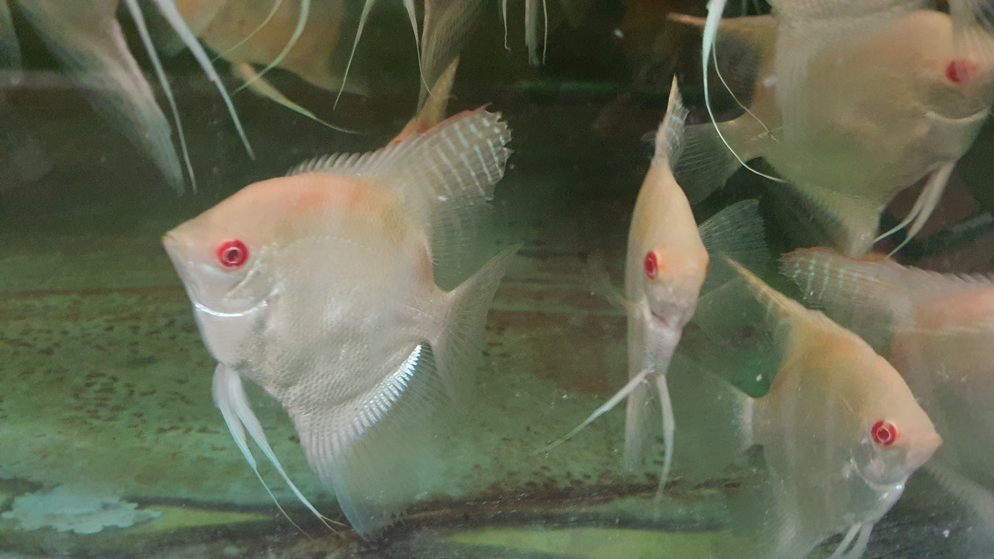 Albino manacupuru angel 7-8cm