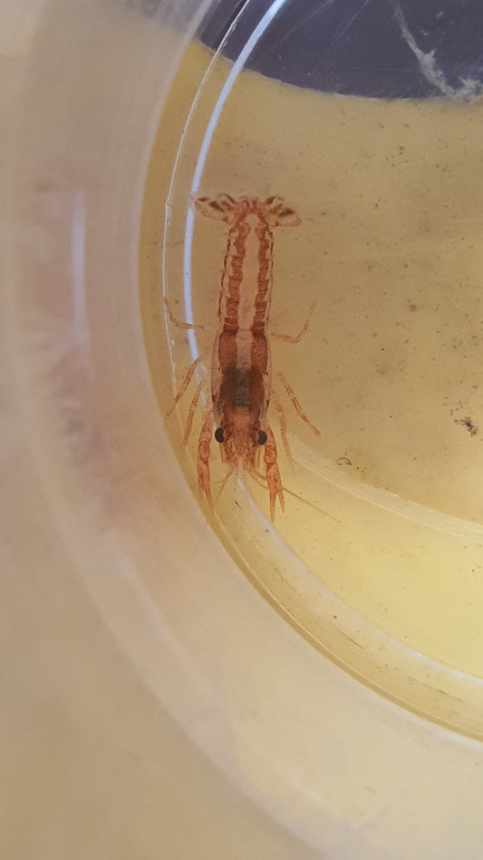 Mini mexican crayfish 2.5cm