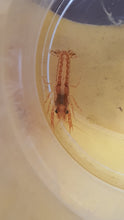 Load image into Gallery viewer, Mini mexican crayfish 2.5cm