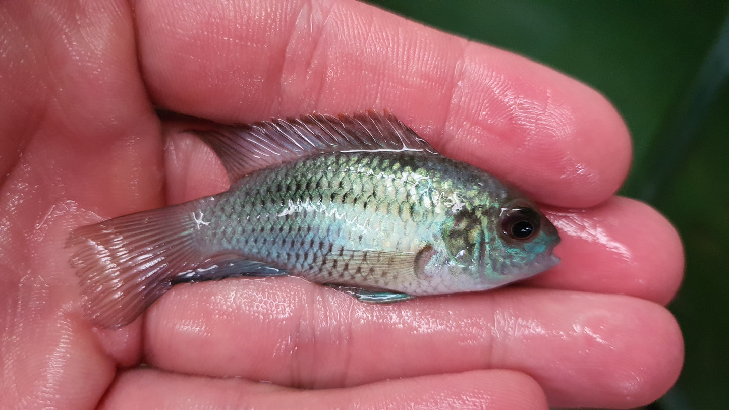 Electric blue acara 5cm