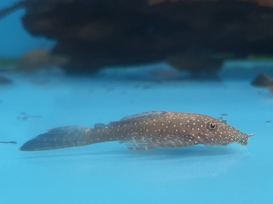 Pleco Ancistrus cirrhosus 4cm