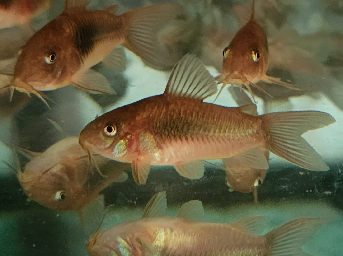 Corydoras aeneus 3-4cm x 5pc