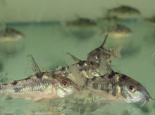 Load image into Gallery viewer, Corydoras peppered 2.5cm x 5pc