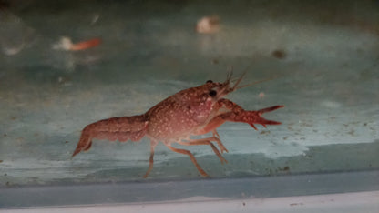 Red crawfish 5cm