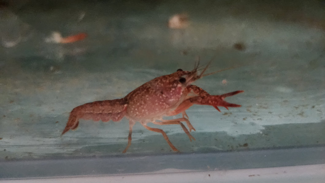 Red crawfish 5cm