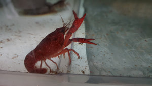 Red crawfish 5cm