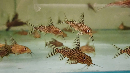 Synodontis nigriventis 3-4cm x 5pc