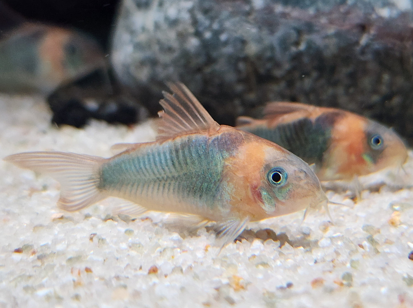 Corydoras Eques 5cm