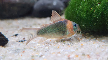 Corydoras Eques 5cm